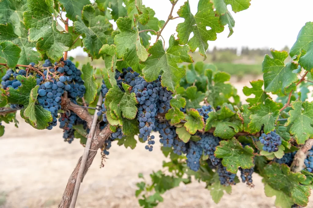 Grape vines full of ripe purple grapes for wine making