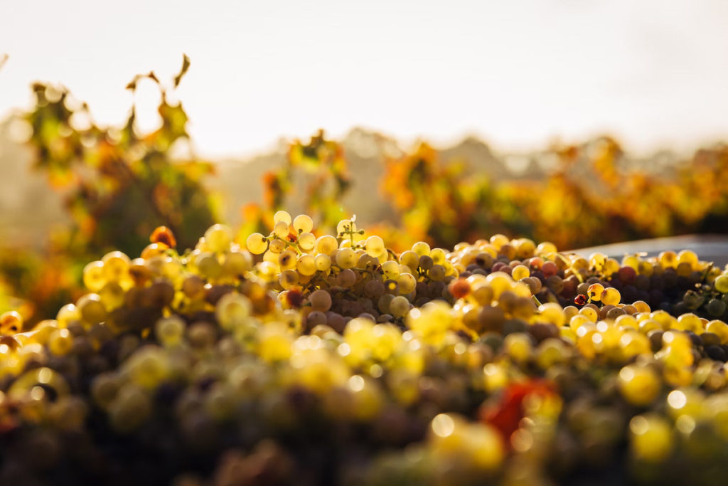 Grapes in front of a sunset that are similar to those in ancient wine
